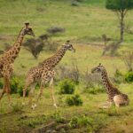 Arusha National Park