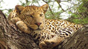 Tanzania Wildlife Safaris