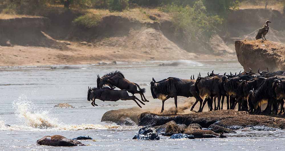 10 Days Great Migration Safari great migration