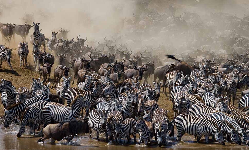Tanzania Migration Safaris