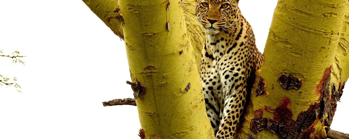Tanzania leopard, Best Safari Country in Africa