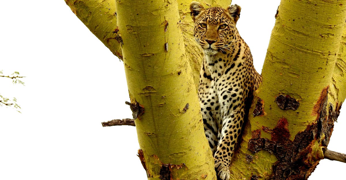 Tanzania leopard, Best Safari Country in Africa