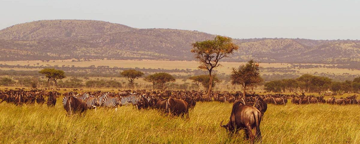 What is so special about Serengeti National Park?