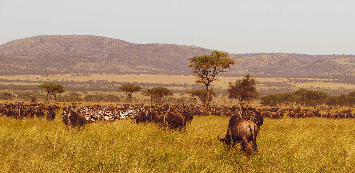 What is so special about Serengeti National Park?