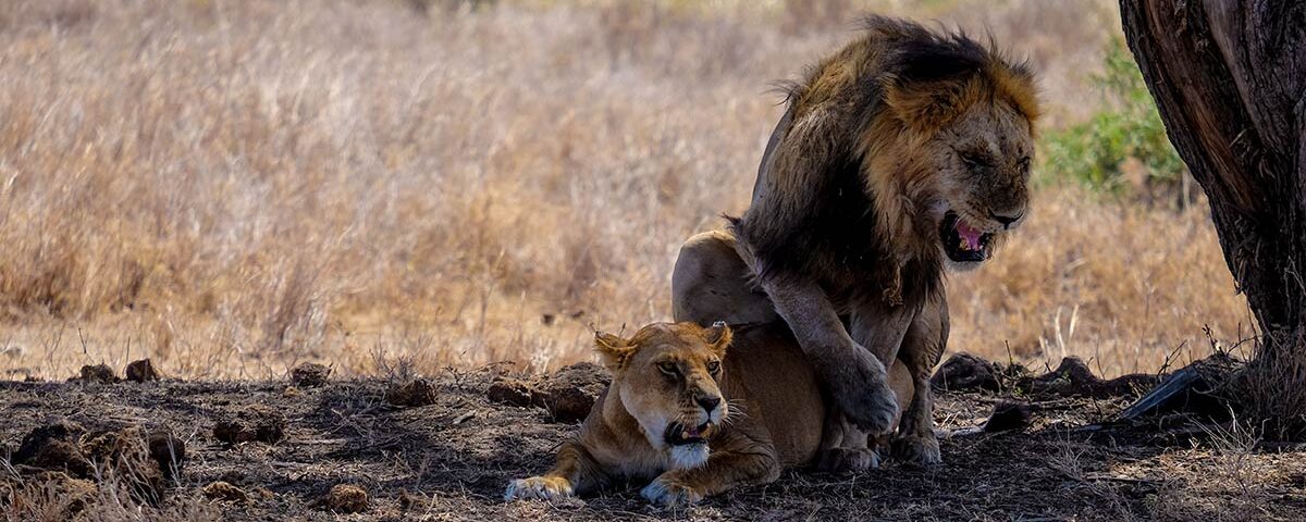 Tanzania Safaris