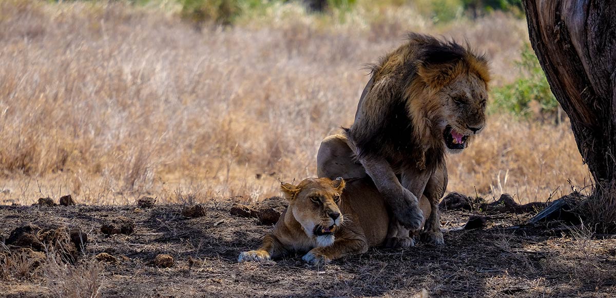 Tanzania Safaris