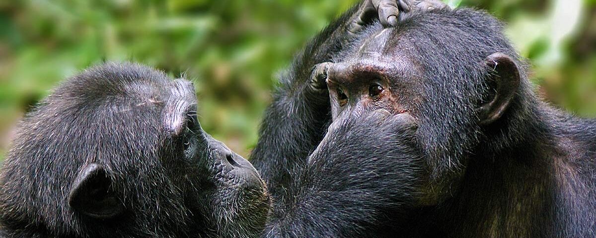 What to do in Tanzania