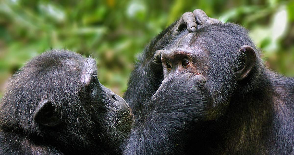 What to do in Tanzania