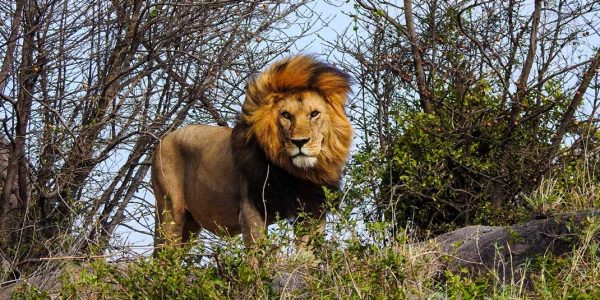 9 Days Tanzania Photographic Safari