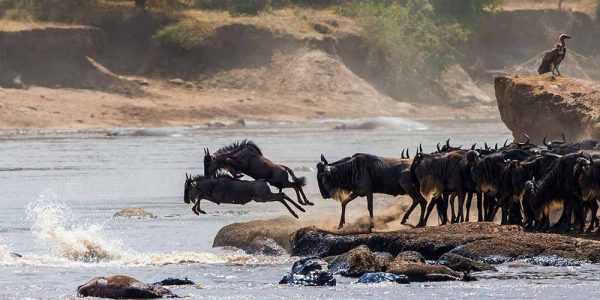 10 Days Great Migration Safari