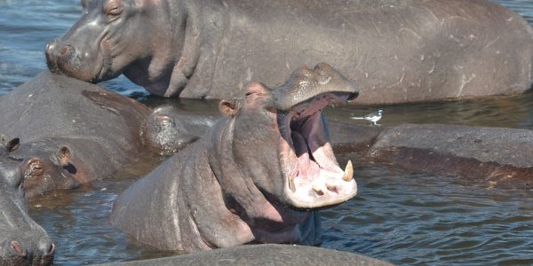 8 Days Tanzania Safari
