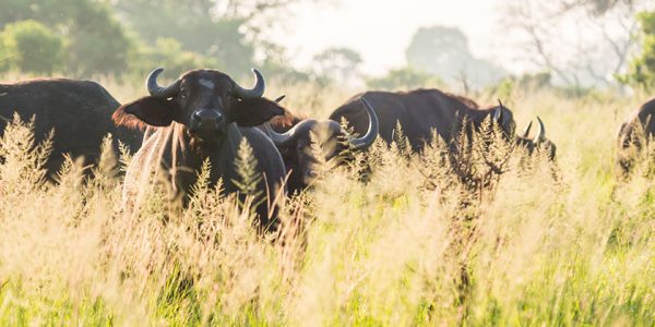 Best of Southern Tanzania Safari