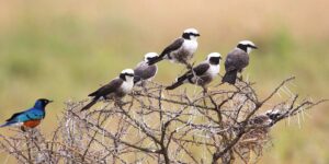 Tanzania Bird Watching Safaris