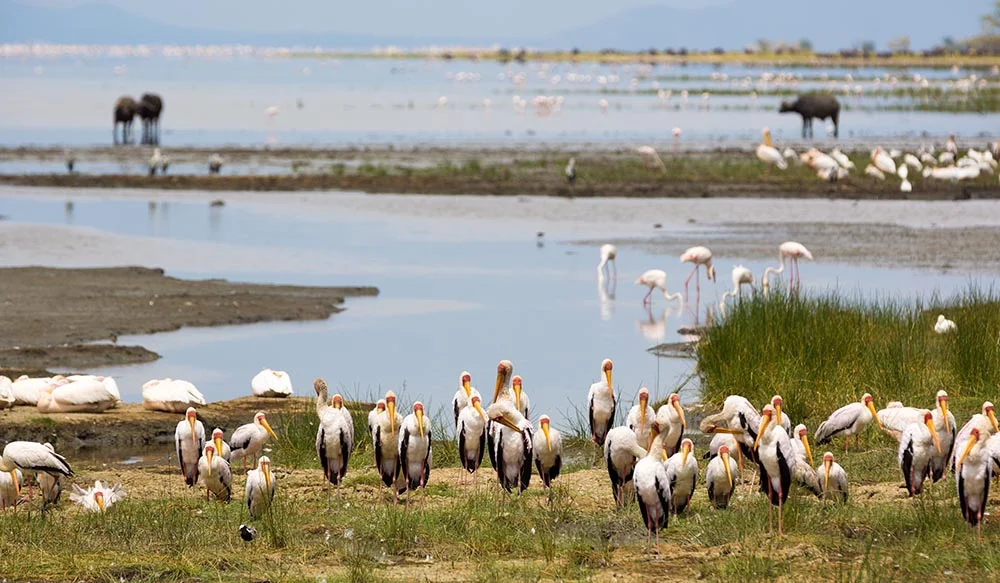 Birds at Lake Manyara National Park