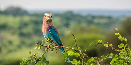 tanzania bird watching safaris