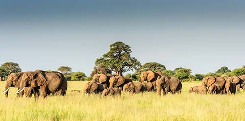 tanzania wildlife safaris