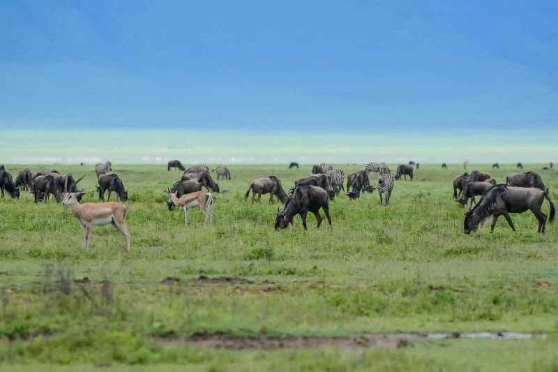Wildebeest grazing on the crater