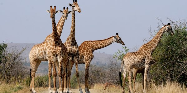 4 Days Tanzania Safari