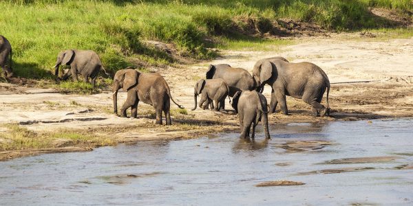 5 Days Tanzania Wildlife Safari, Tarangire River