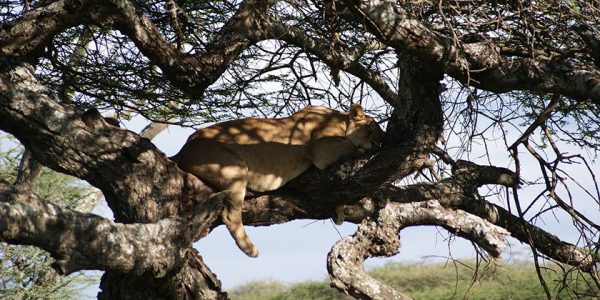 9 Days Tanzania Safari